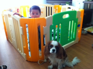 �n�E�X���Ă���̂́H