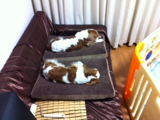 ���C�ɓ���N�b�V����