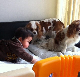 �R���R���|���B���t�͖��f����(��)