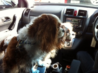 ���m�ɂނ���