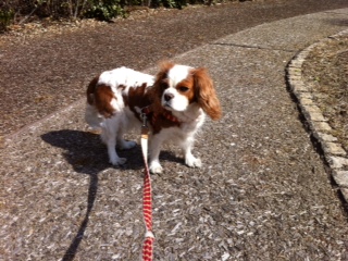 Iphonen�A�����ŕ���(~_~;)