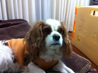 �t�@�C���[�{�[��