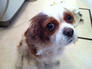 �V�����v�[�I����(^��^;)