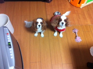 �����͐Ⴊ�`���z���B