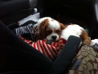 ���������s��