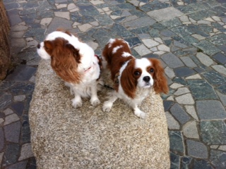 ����͐�~�ŎU��