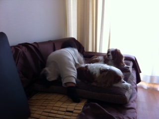 �\�t�@�[�̏o�����[�\�t�@�[�Ńn�C�n�C�[