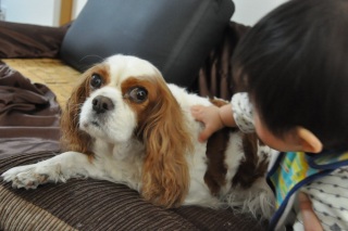 ���|�̃i�f�i�f(��;)