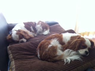 �����a�\�h�ڎ�