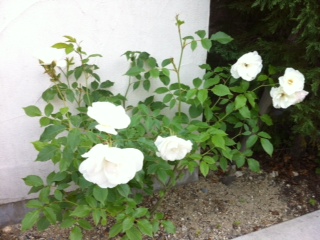 �o�����炢��