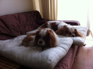 �V�����v�[�ȓ�