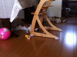 ���������Ƃ߂�